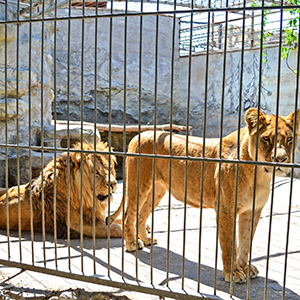 Zoos and animal enclosures